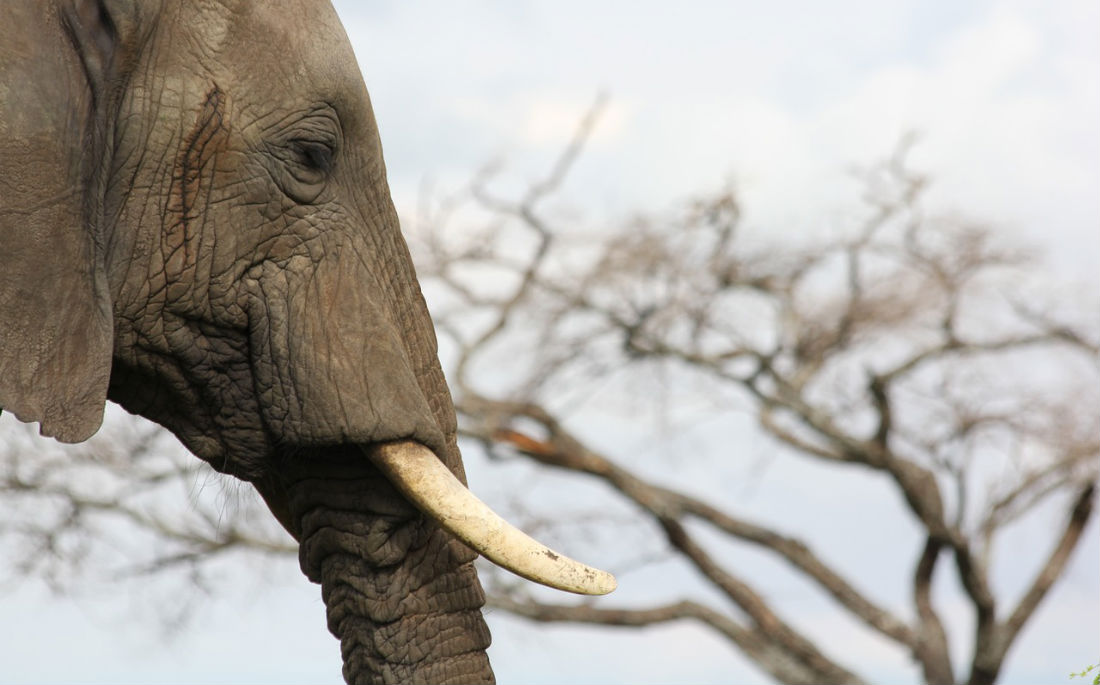 Africa's illegal ivory trade