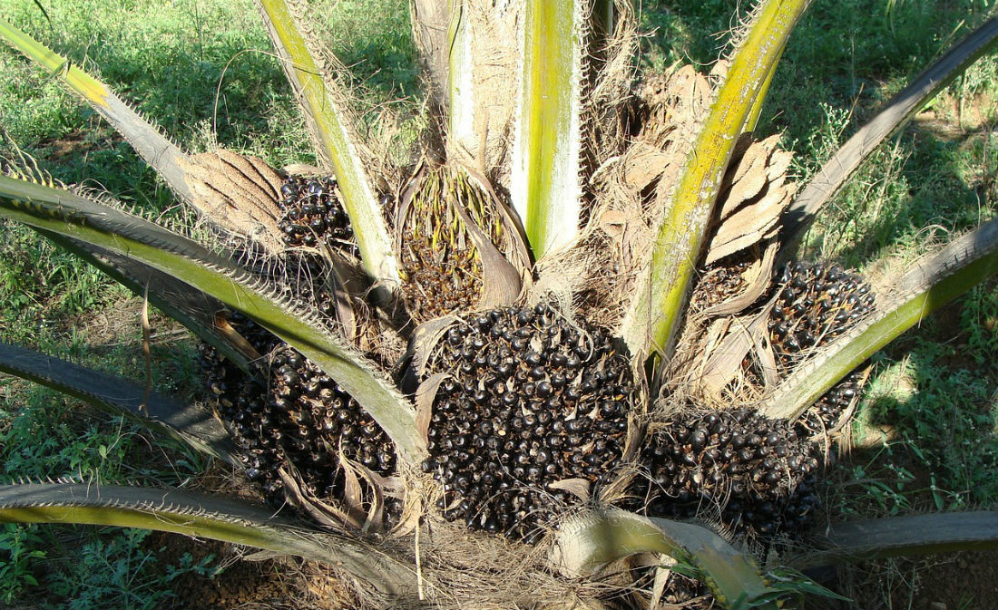 The battle for sustainable palm oil