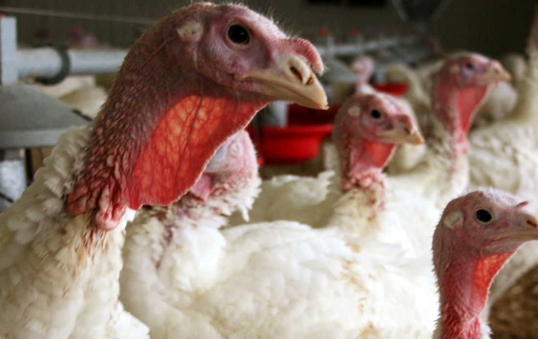 How does the bird flu crisis affect supply chains?