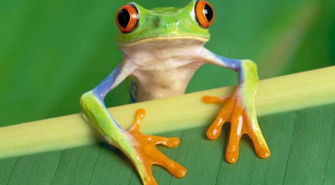 Eat the Frog…and 6 More Tips for Boosting Personal Effectiveness in 2016 Blog Eat the Frog…and 6 More Tips for Boosting Personal Effectiveness in 2016 cover photo